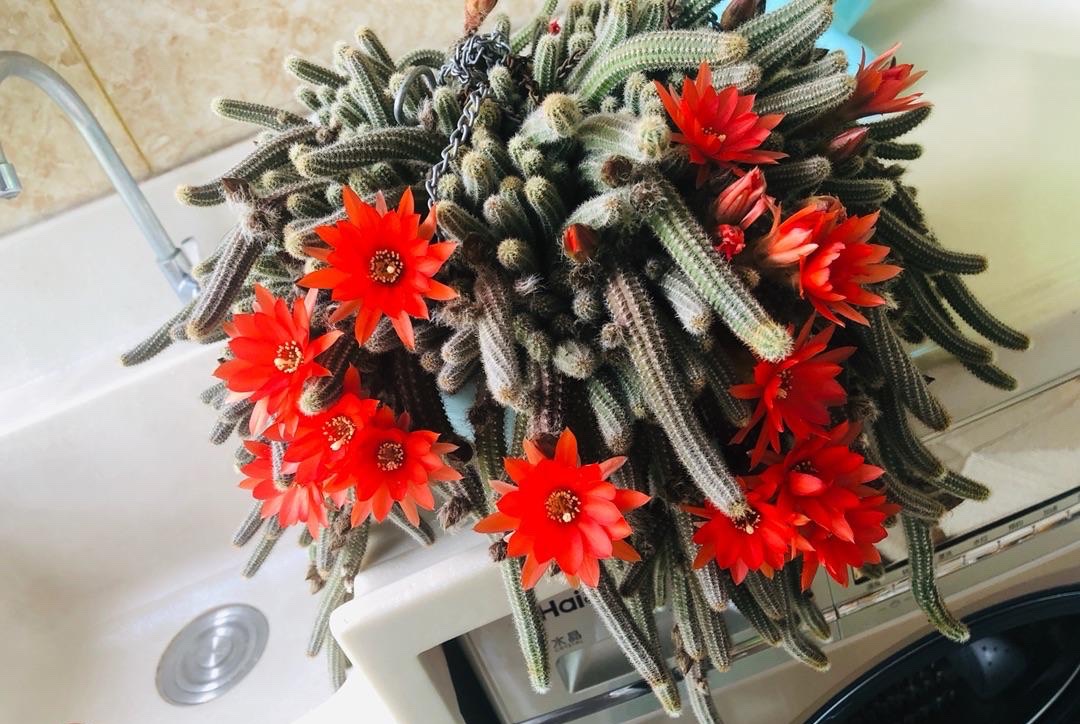白檀怎么养？做好几点，每年都开出火红火红的花