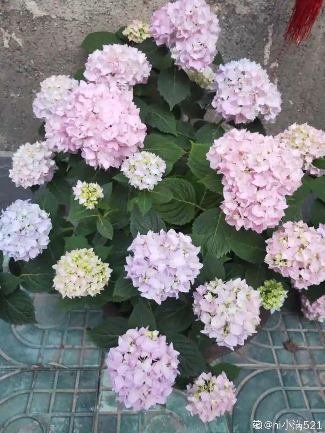 春天最好养的20种花，长得快，开花勤，没病虫