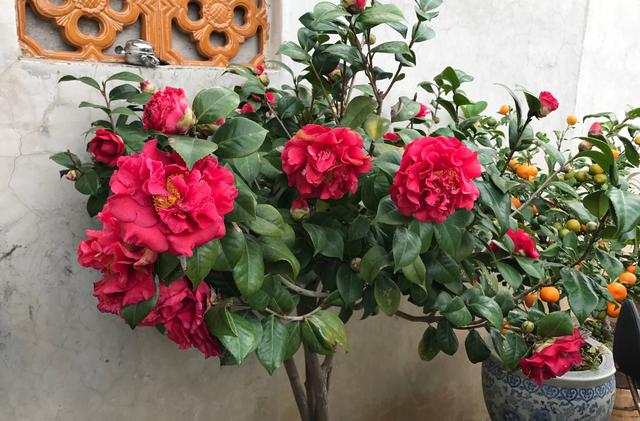 养茶花，做“3点”，满头花苞，花朵大又艳，开成“大花树”