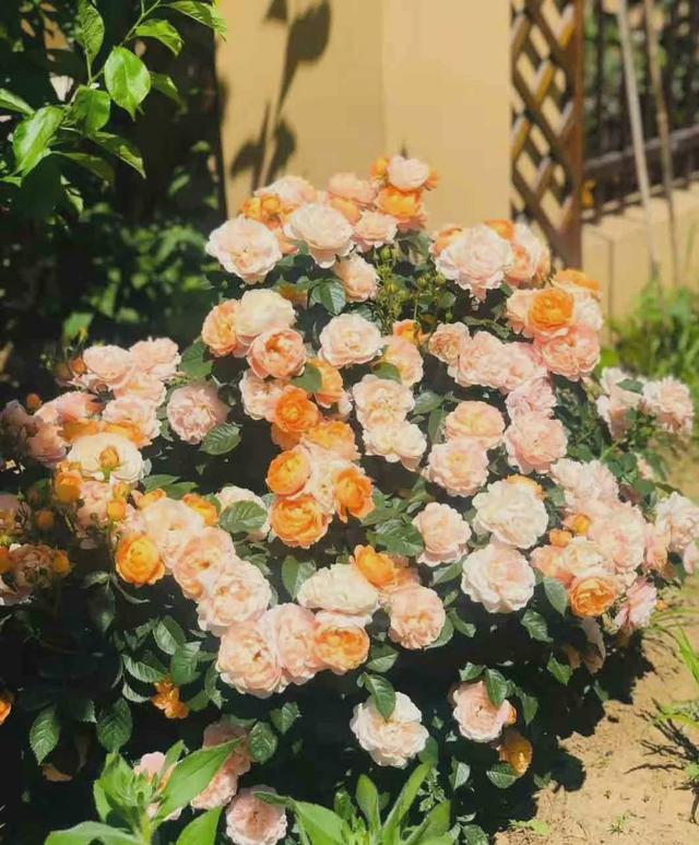 满足月季3个“喜好”，新枝新芽多，植株旺，开成“大花树”