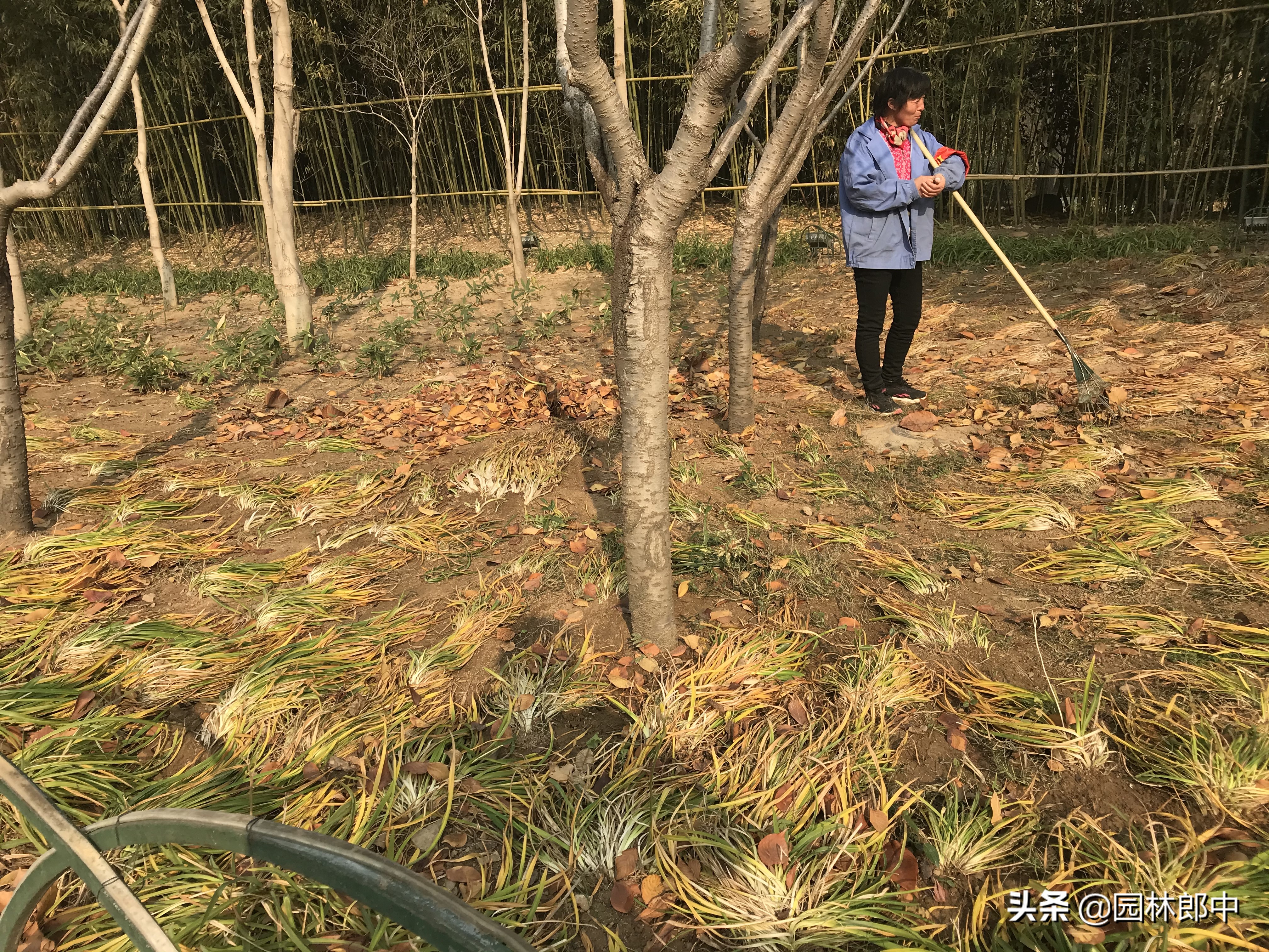 苗木冬季清园清的是什么?怎么清?很多人一直没弄清 苗木冬季清园清的是什么?怎么清?很多人一直没弄清