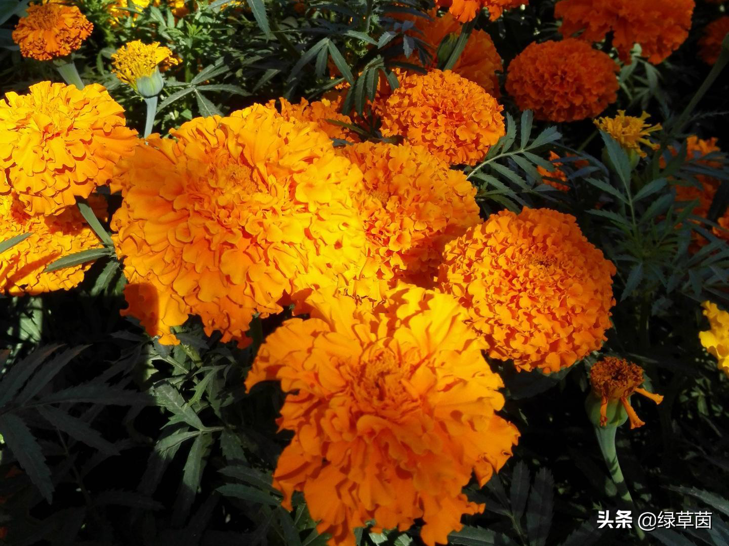 适合春季播种，寓意长寿的菊花—万寿菊，花瓣大，花期长