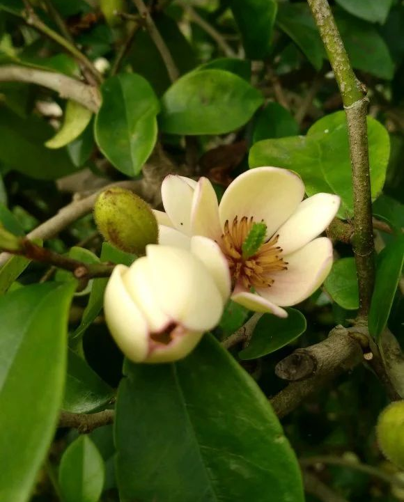 5种清香花，阳台养一盆，芬芳不断，家里清香四溢，异味全无