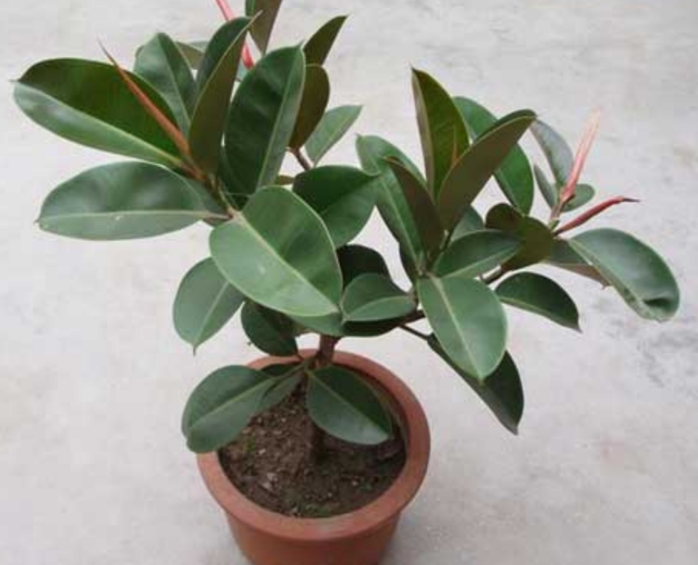 养橡皮树，春天“剪一刀”，侧枝长得多，树形更美观