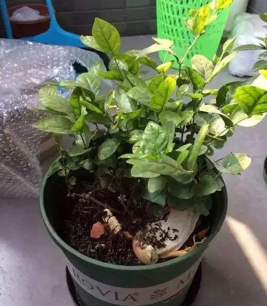 给花换盆，盆里别加“3种料”，否则容易死