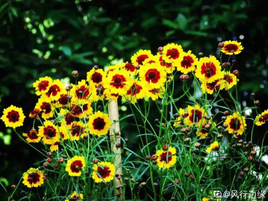 8种花一开就泛滥，个个爆成大花球，一年能开4、5次