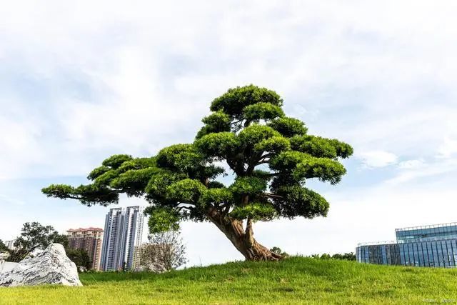 院子里有空地要种三种树，没空地挤挤也要种，寓意深远