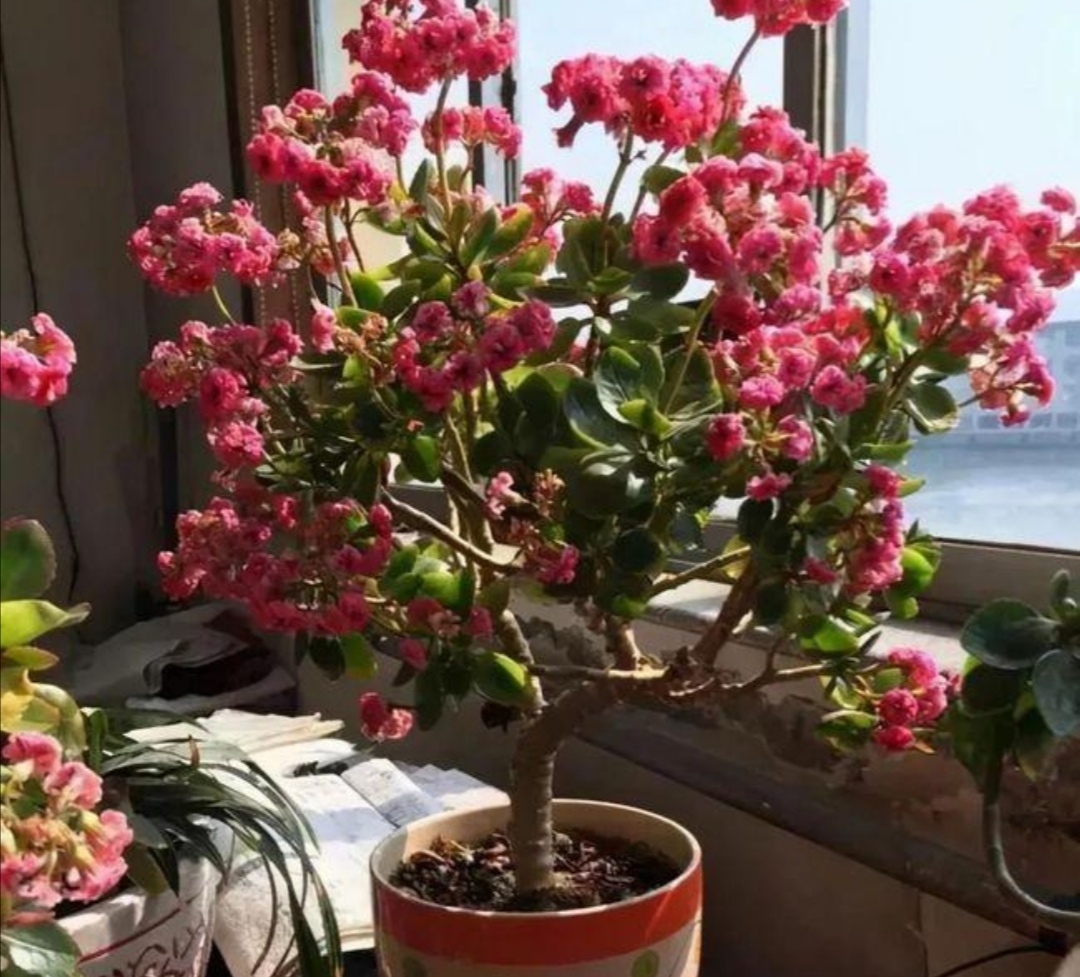 家里的长寿花，用1种方法，让它尽快长成老桩，开花多又美