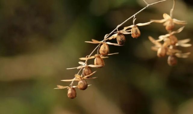 你家小区绿化带里有没有种“十大功劳”？这几种花草，你看着眼熟吗？