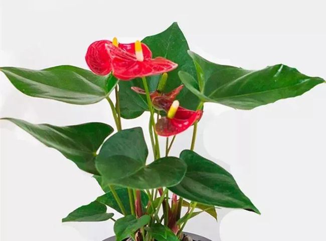 五种常年不落花的居家盆栽，花开四季，比长寿花好看还好养