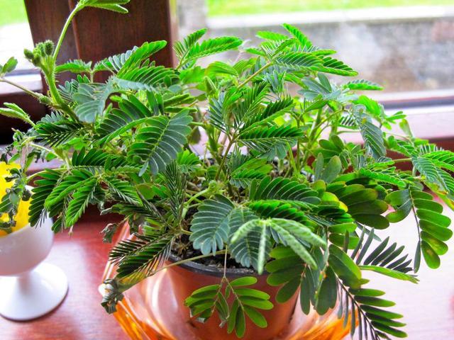 注意防坑！4类花不要买，养花老手都能被“坑惨”，白送也不要