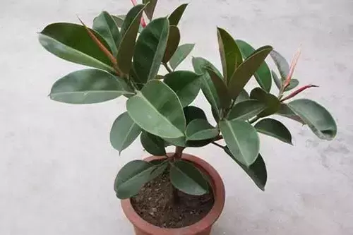 10种常见植物养护秘诀，养死算我的