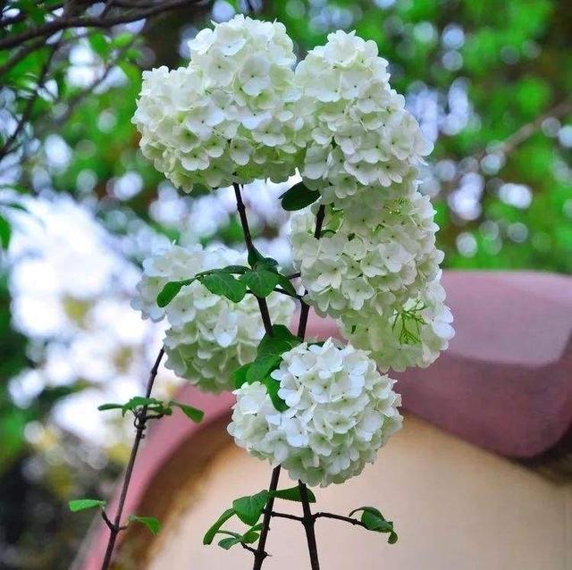 这4种花种在院子里，让你每天好心情