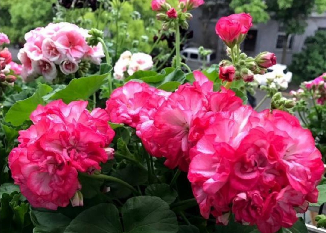 养天竺葵,要掌握技巧,几个关键点做好,四季都开花 养天竺葵,要掌握技巧,几个关键点做好,四季都开花