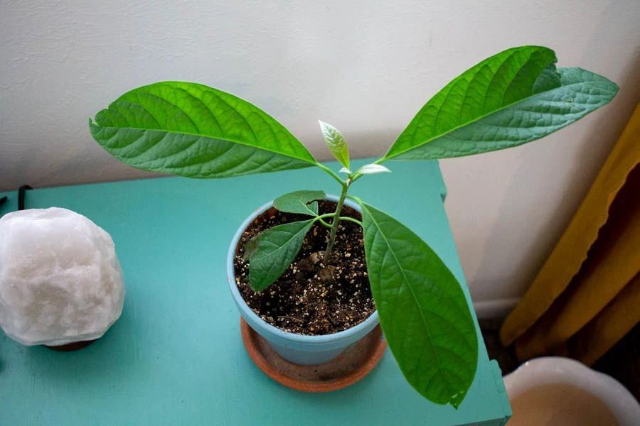 用鳄梨的种子轻松培育新的盆栽苗，养成桌面上清新的小绿植
