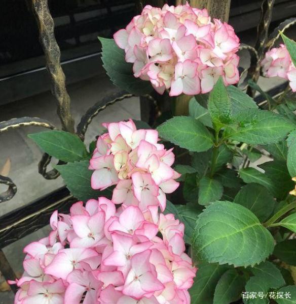 夏天有“4种花”，不该晒太阳，藏在“半阴处”，越长越旺盛