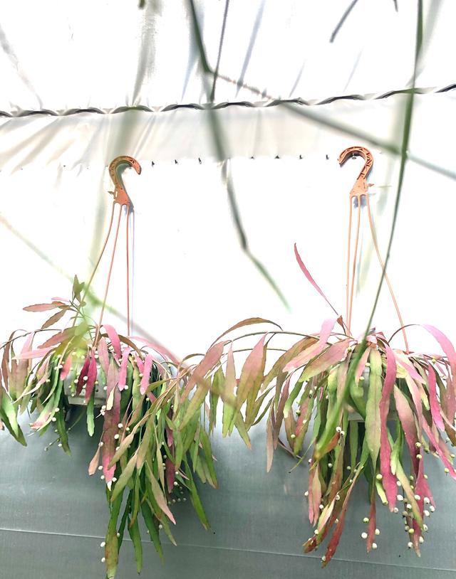 垂吊植物界的“天花板”—丝苇，耐阴好养活，观叶、赏花还能观果