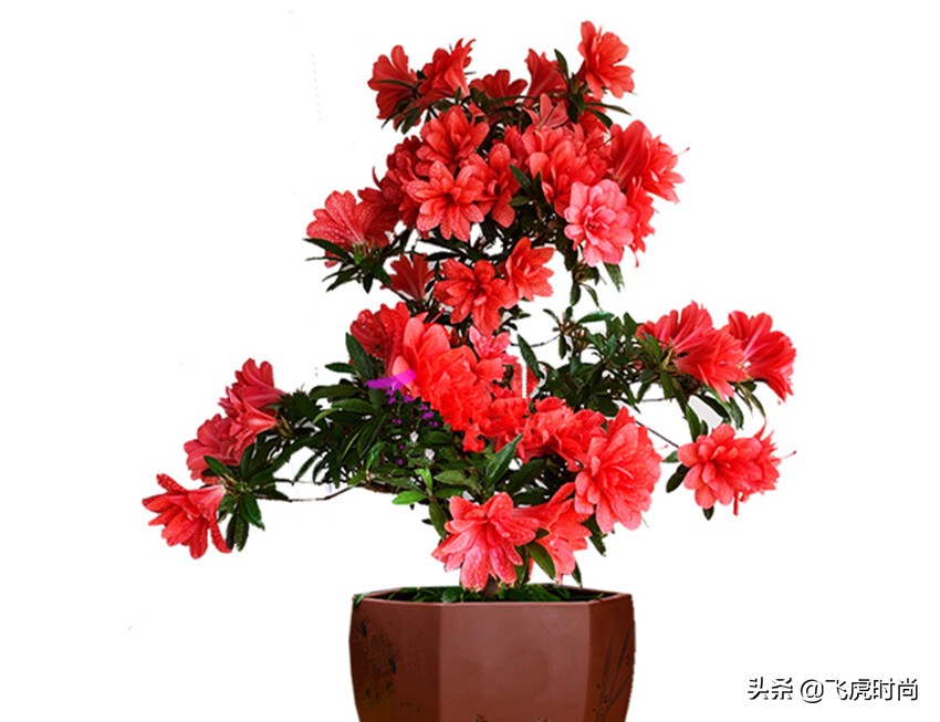 入冬后哪些花卉需要修剪？该修剪哪些枝条？不然易黄叶长不好