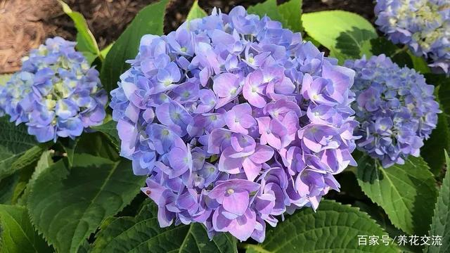 想养绣球花，看看你能否做好这6点？夏秋季节就不愁没花看了