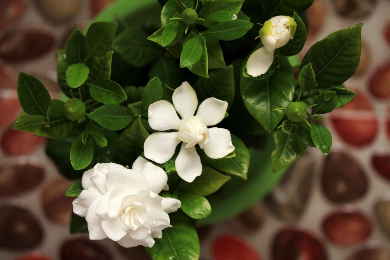 冬季的栀子花盆栽,养护“越简单越好”,顺利过冬来年花满枝 冬季的栀子花盆栽,养护“越简单越好”,顺利过冬来年花满枝