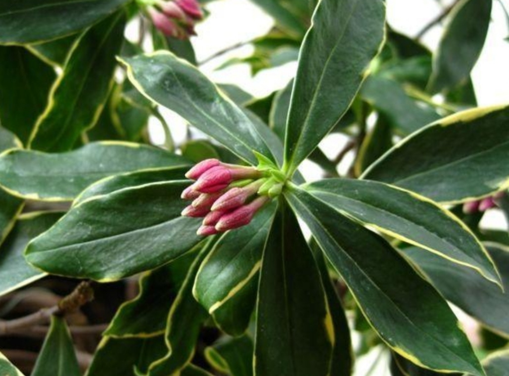 金边瑞香叶子软趴趴，只因忽视4个“小细节”，做好之后长得旺