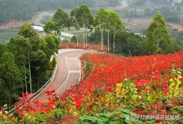 知道吗？景区、农庄、美丽乡村和园林景观绿化升级了