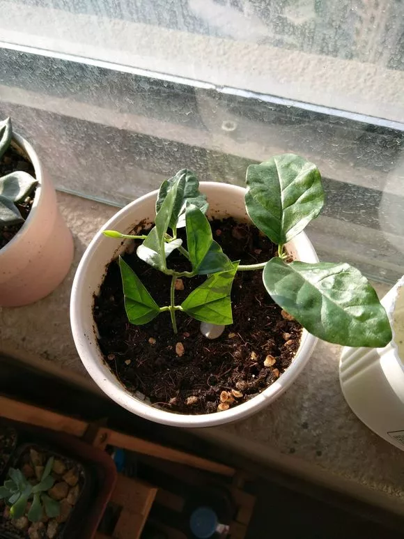 塑料瓶里装点水，能插活10种花，生根不用愁，养花省钱