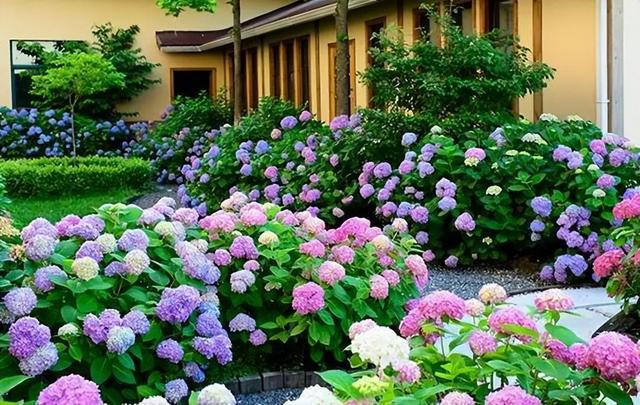 养绣球就是为了赏花，这些绣球具备一个“新能力”，它们开花三季