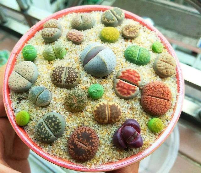 长得越高越丑的“4种花”：长寿、生石花、水仙、太阳花