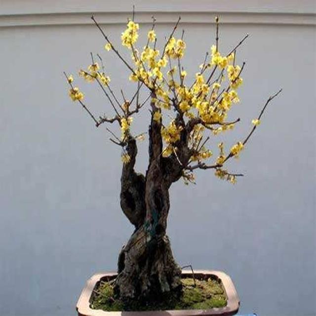 腊梅花想要多开花,做好这4个方面的工作,其实修剪工作很重要 腊梅花想要多开花,做好这4个方面的工作,其实修剪工作很重要