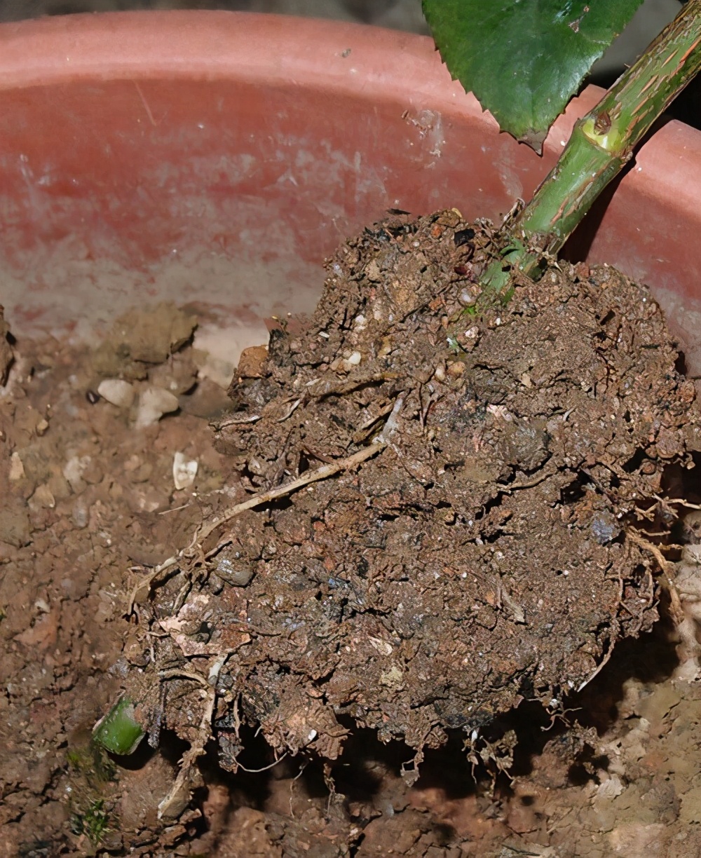 高压繁殖法，这些植物都适合，这样操作成活率高