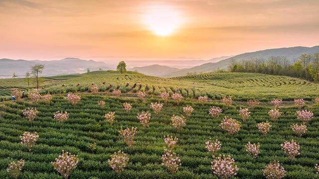 安徽宣城：千亩荒山变“花海茶园”