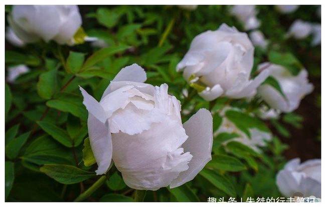 国内两座以牡丹为荣的城市，一座早已闻名海内外，一座却少有姓名