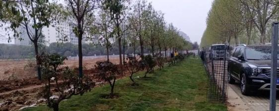 美化绿化亮化 扮靓美丽七里园