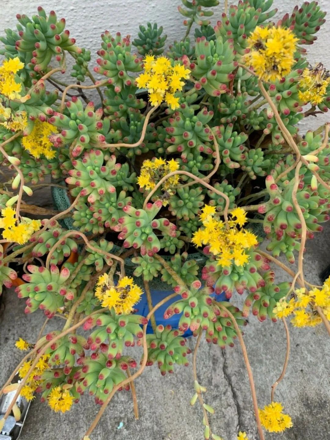 冬春时节虹之玉盆栽的高颜值，长得像它的多肉很多，却都比不上它