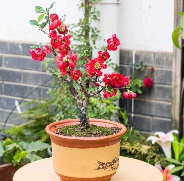 精品盆栽——长寿冠海棠