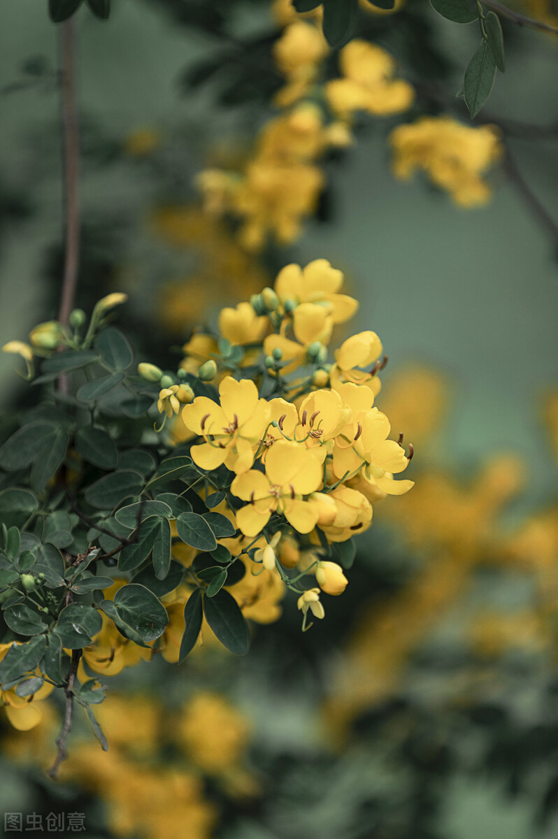 常见的道旁树——双荚决明