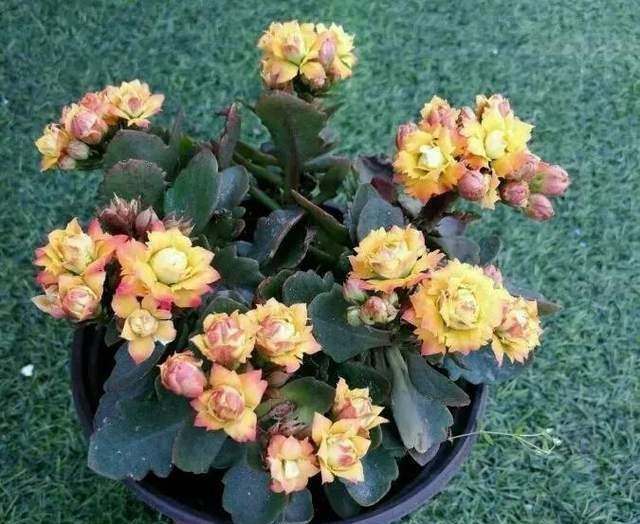 100个长寿花品种，40种单瓣60个重瓣，图名并茂，值得收藏