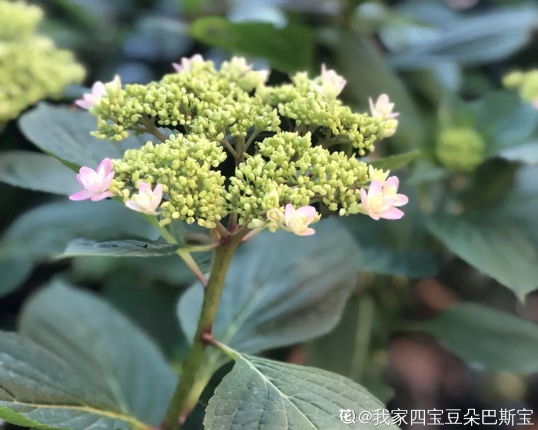 春天肥料要用对，根据植株种类施，效果更好