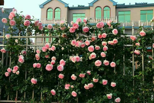 建议每位爱花人：无论院子大小，养上2种花，美不胜收