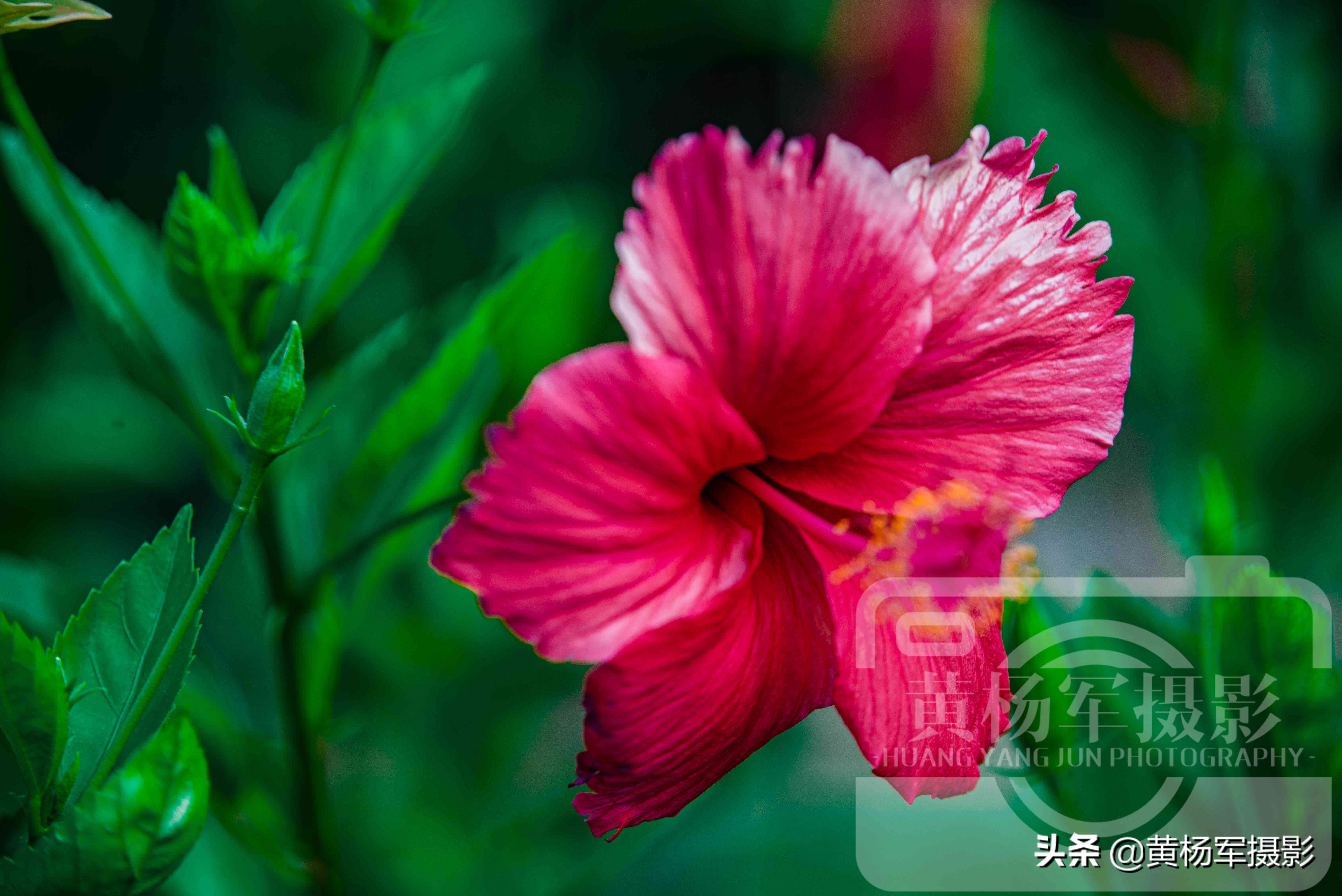 发现美丽绽放的朱槿花，红色娇美的花朵很漂亮