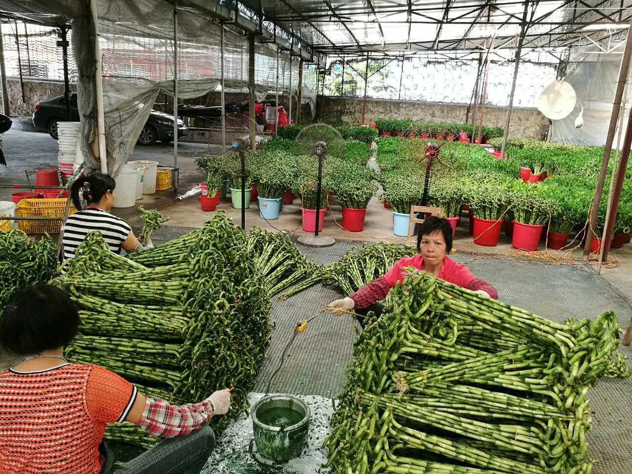 土培和水培富贵竹盆栽避免促进生根有技巧，可避免黄叶问题