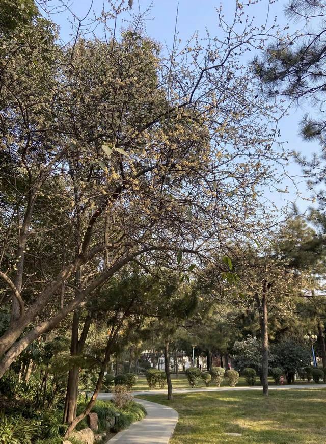 宝鸡炎帝园：腊梅花开，邀您寻香