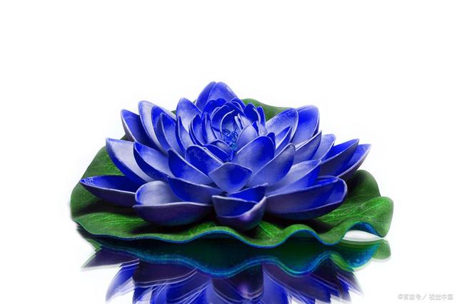 蓝色花有哪些花种