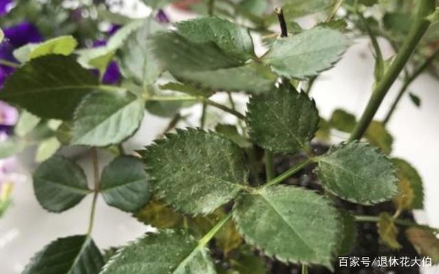 懒人花首选★月季，冬日盆栽，温度不同就该区别对待，甭再弄错了