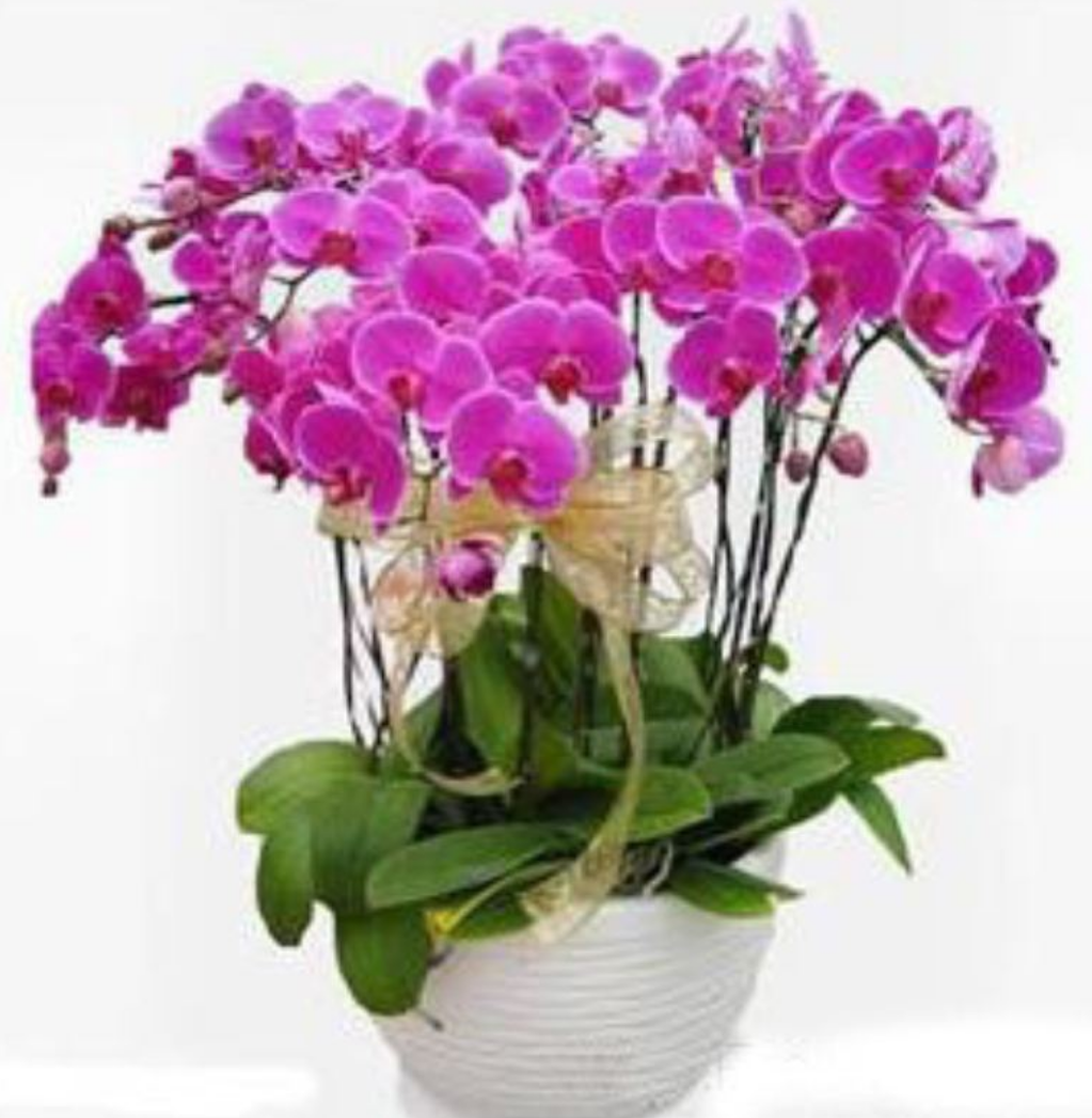 蝴蝶兰好看不好养？这样养试试！花朵鲜艳，花期持久