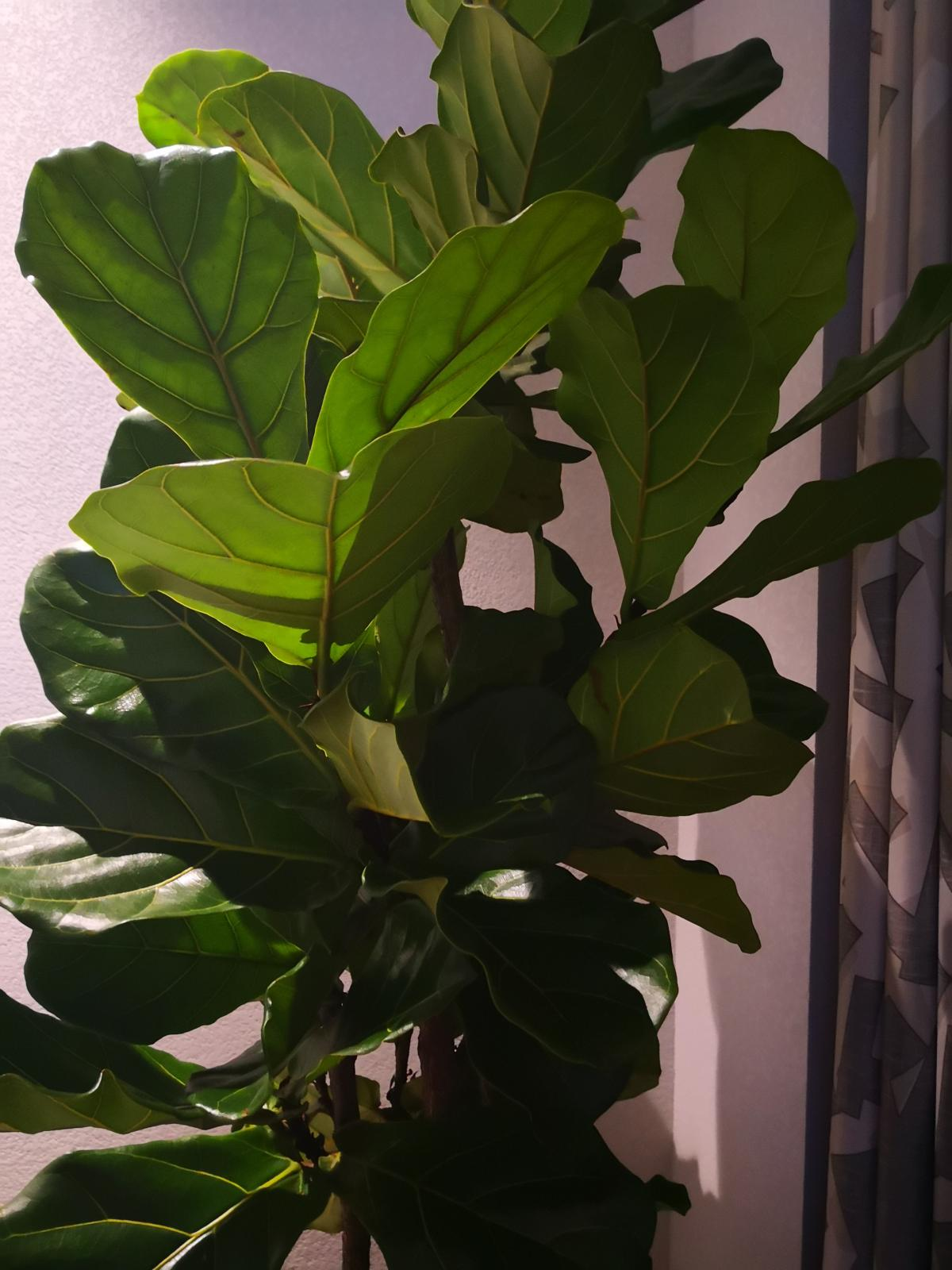 琴叶榕好看不好养？做好这3点，越长越旺盛