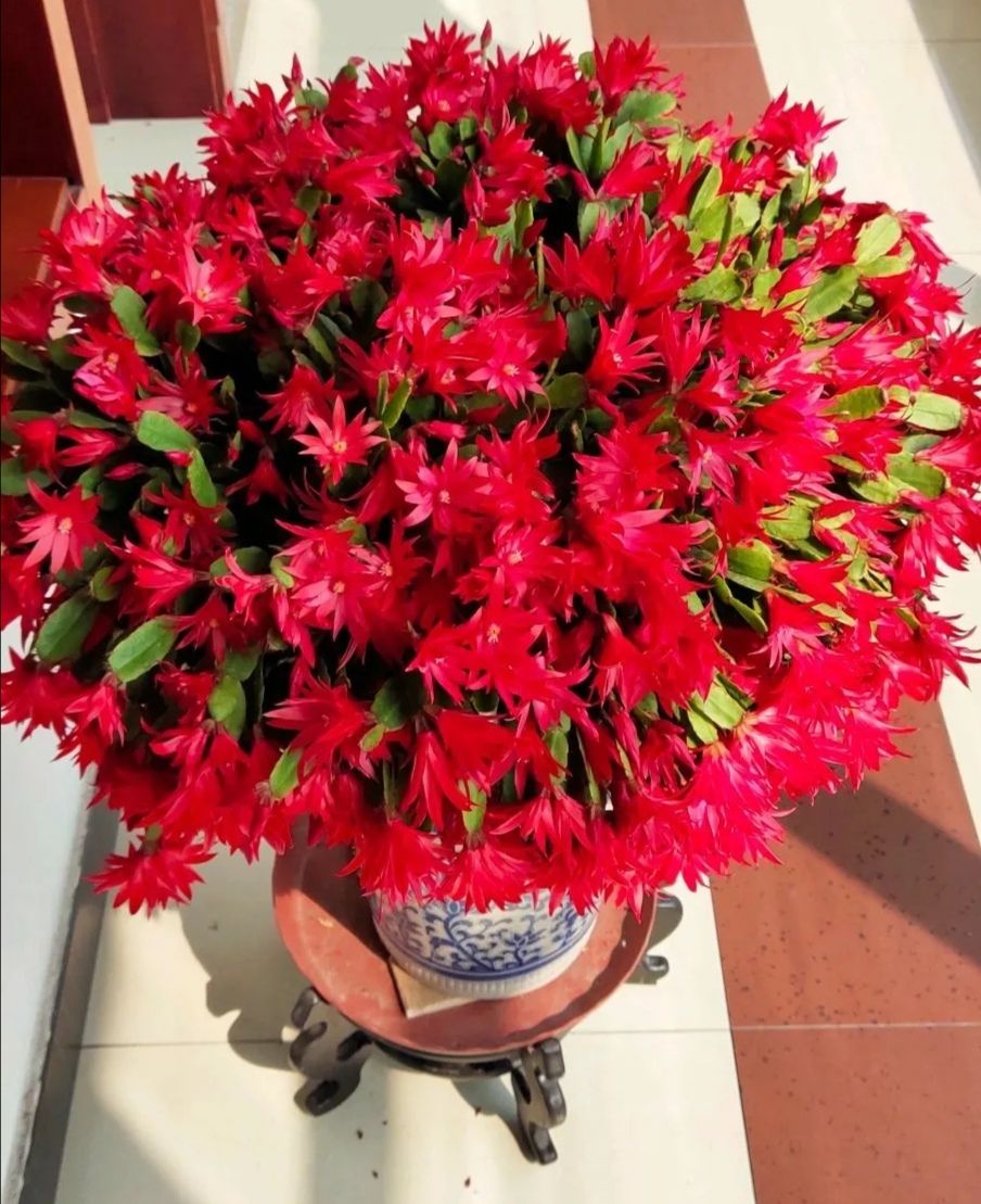 这12种花，花盆不宜贪“大”，用小盆种反而长势喜人
