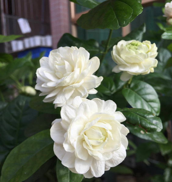 见过颜值极高的虎头茉莉吗？芬芳馥郁，花期长，新手养花首选