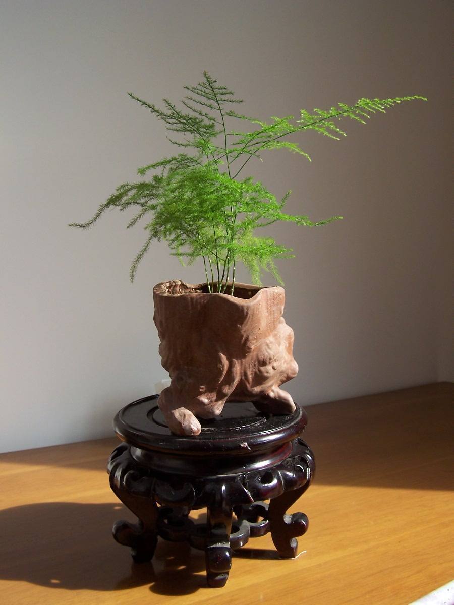 自制营养水比买的更有效，日常来一点长得真旺盛，叶子绿油油耐看